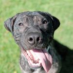 Pet of the Week